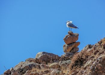 Low angle view of owl perching on rock against clear blue sky