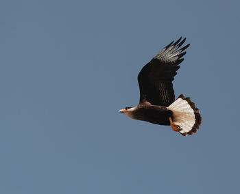 Mid flying carancho, or also known as patagonian cara cara