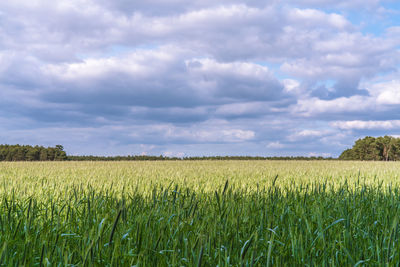 Scenic view of field against sky
