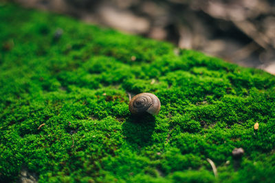 Close-up of snail on moss