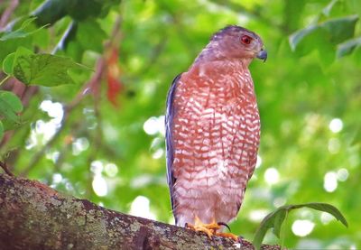 Close-up of bird perching on branch