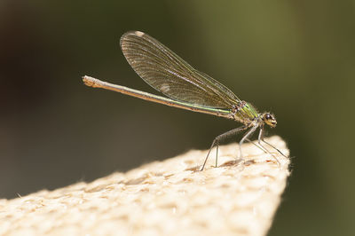 Close-up of grasshopper