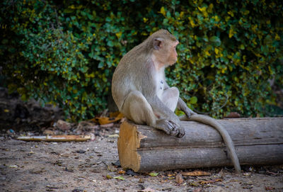 Lion sitting on tree