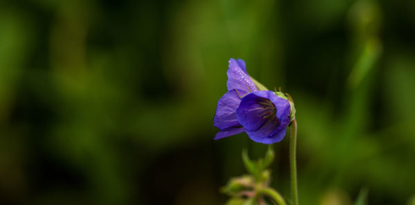 Close-up of purple iris flower