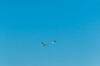 Low angle view of airplane flying against clear blue sky