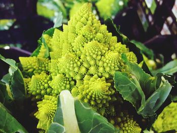 Close-up of fresh green plant
