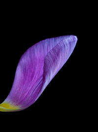 Close-up of purple flower against black background