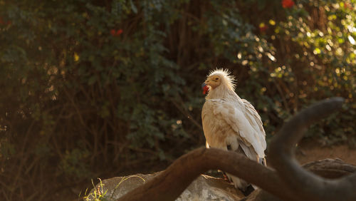 Egyptian vulture against plants