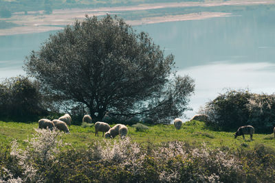 Sheep grazing in a field