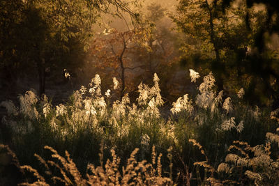 Plants and trees on field in forest