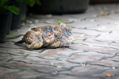 Close-up of a bird on a footpath