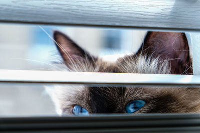 Close-up of cat looking through window