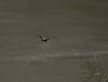 Low angle view of bird flying