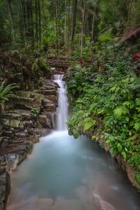 Scenic view of waterfall in forest