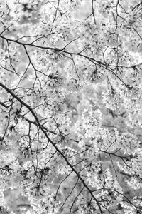 Low angle view of cherry blossom tree