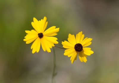 Close-up of yellow flowers blooming outdoors