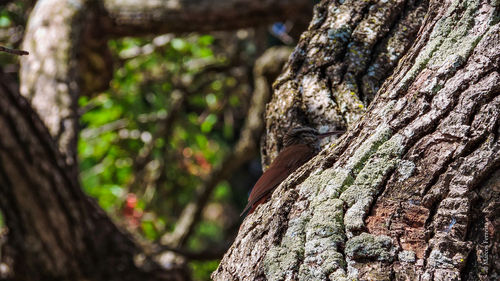 Close-up of tree trunk