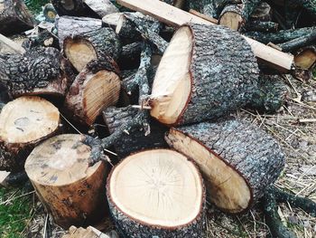 Stack of logs in forest