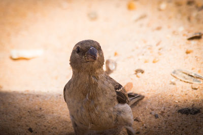 Close-up of bird on field