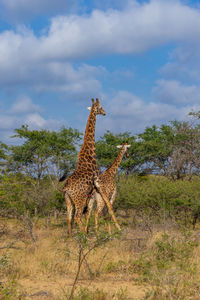 Giraffes love dance in a field