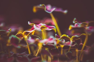 Close-up of pink flowering plant