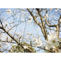 Low angle view of cherry blossoms