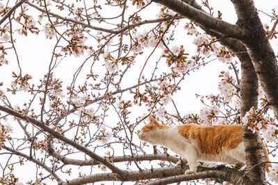 Low angle view of cat on tree