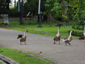 View of birds on field