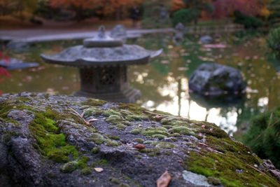 Close-up of moss on rock