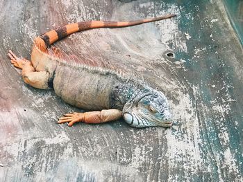 High angle view of iguana on platform