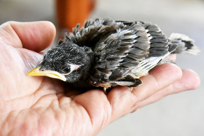 Close-up of hand holding small bird