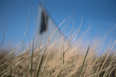 Close-up of grass on field against clear blue sky