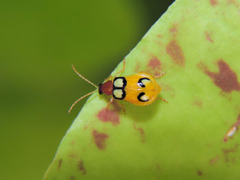 Close-up of ladybug on leaf