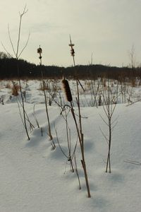 View of birds in winter