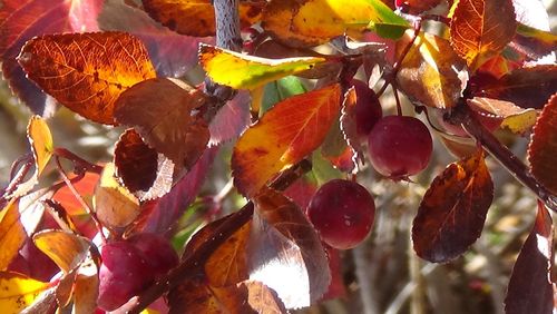 Close-up of autumn leaves hanging from tree