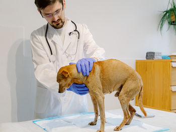 Portrait of dog on snow