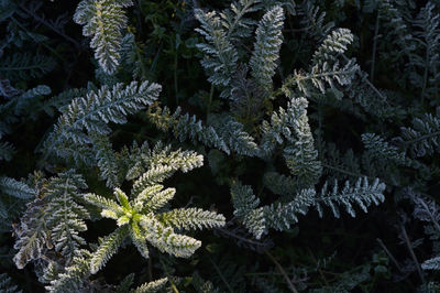 Close-up of pine tree during winter