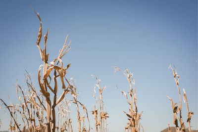 Drought has decimated a crop of corn and left the plants dried out and dead. 