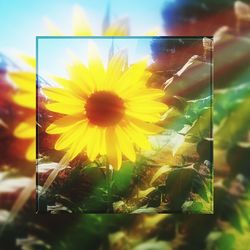 Close-up of sunflower