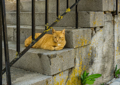Portrait of cat sitting on concrete wall