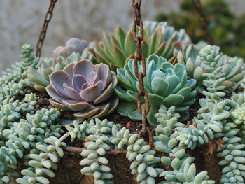 High angle view of succulent plant