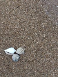High angle view of shell on beach