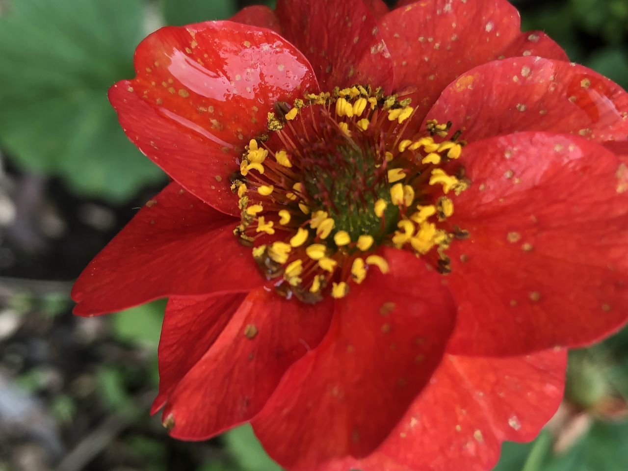 CLOSE-UP OF RED ROSE