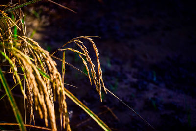 Close-up of wilted plant on field at night