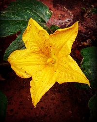 Close-up of yellow maple leaf