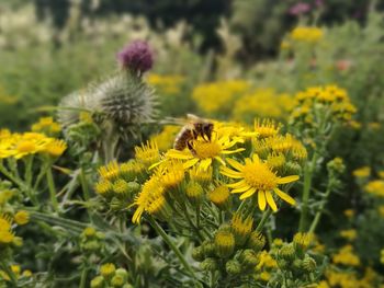 Close-up of bee on yellow flowers