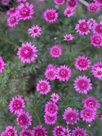 Close-up of pink flowering plants