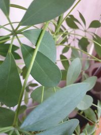 Close-up of leaves