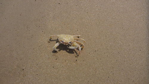 High angle view of crab at sandy beach