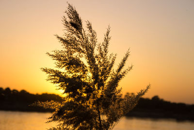 Silhouette plant growing by nile river against sky during sunset